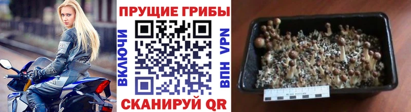 как найти закладки  Краснокаменск  Псилоцибиновые грибы мухоморы 
